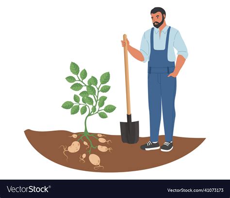 Farmer harvesting potato with shovel flat Vector Image