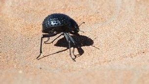 Namib Desert beetle inspires self-filling water bottle - BBC News