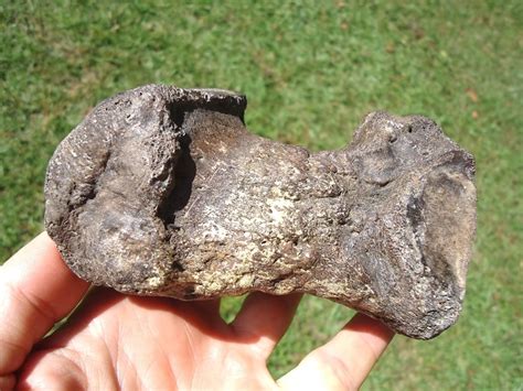 High Quality Mastodon Metapodial | Proboscidea | FOSSILS | Prehistoric ...