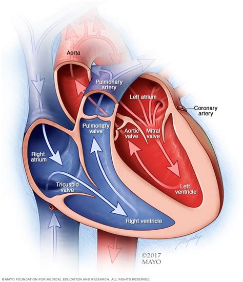 Chambers and valves of the heart - Mayo Clinic