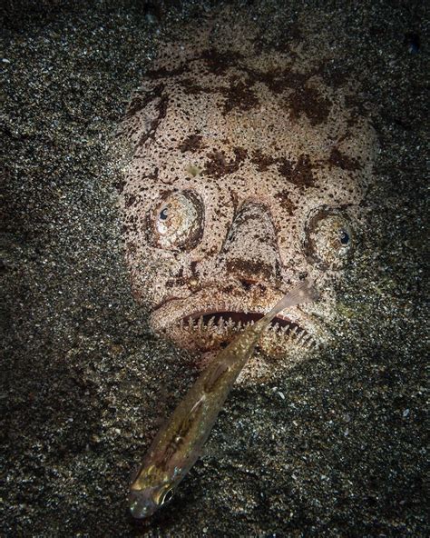 Stargazer fish = nightmare fuel! (x-post /r/thalassophobia) : r/WTF