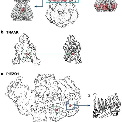 |. Mechanistic models of mechanically activated ion channel gating. | Download Scientific Diagram