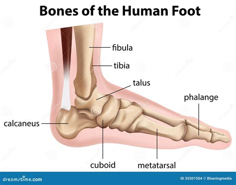 Huesos del pie humano ilustración del vector. Ilustración de piezas ...