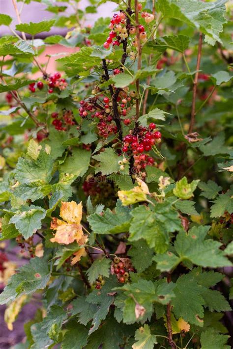 Red currant bush stock photo. Image of leaves, healthy - 151437524