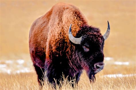 Plains bison are in danger from rising temperatures • Earth.com