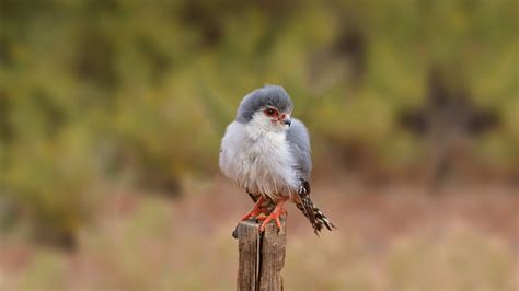 African Pygmy Falcon | San Diego Zoo Animals & Plants