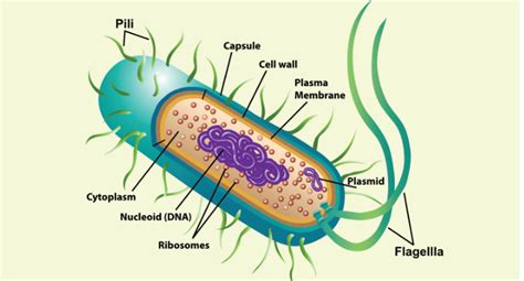 Prokaryotic Cell Definition, Structure, Characteristics And, 56% OFF