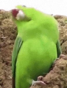 Bird Dance GIFs - Get the best GIF on GIPHY