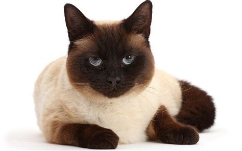 Chocolate Point Siamese Cats: Discover Their Unique Charm