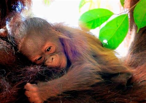 Captive breeding of orangutans is not conservation | New Straits Times ...