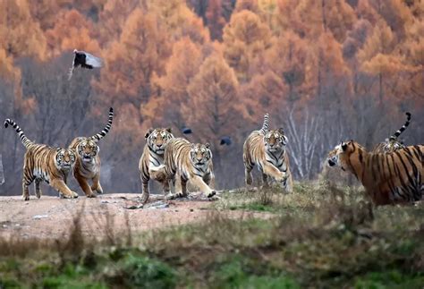 China’s national park system starts to yield fruits