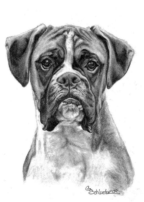 The boxer: Genevieve Schlueter | Boxer dogs art, Boxer dogs, Dog drawing