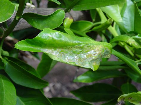 Meyer Lemon Tree Diseases Leaf