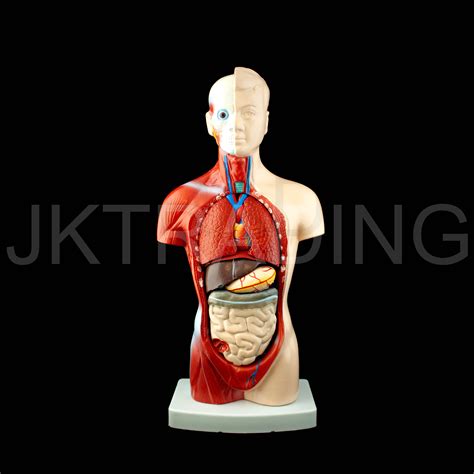 49+ Anatomy Diagram Torso Images