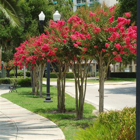 Dynamite Red Crape Myrtle Trees | ubicaciondepersonas.cdmx.gob.mx