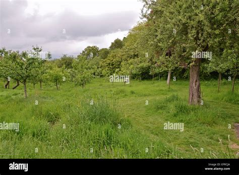 Apple tree orchard Stock Photo - Alamy