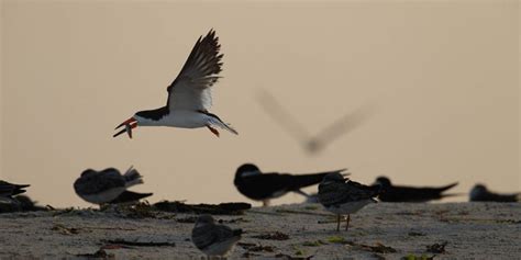 Photographing Shorebirds - Outdoor Enthusiast Lifestyle Magazine