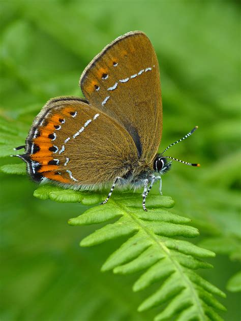 UK Butterflies - Black Hairstreak - Satyrium pruni