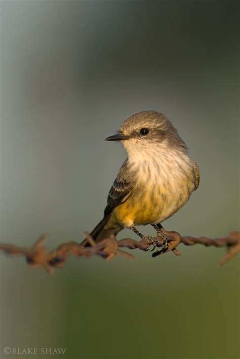 Vermilion Flycatcher, female - Photo ABCs