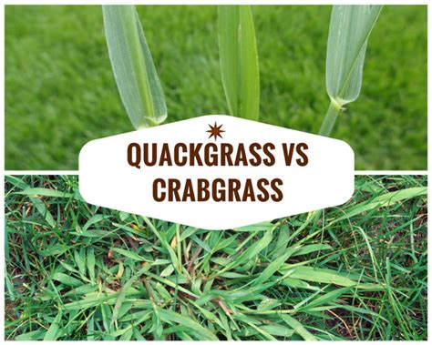 Quackgrass vs Crabgrass: The Difference Between and How To Identify