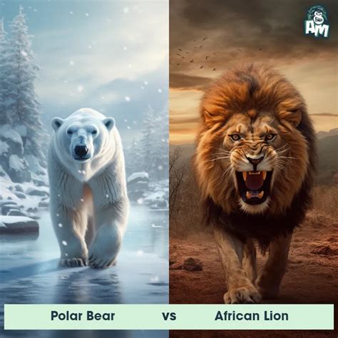 Bengal Tiger vs Grizzly Bear: See Who Wins | Animal Matchup