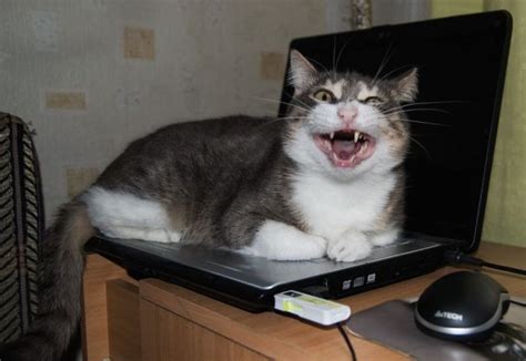 Cat on laptop - Funny pictures of animals