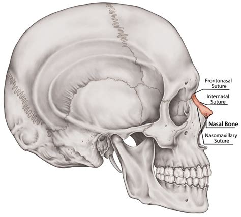 Nasal Bone - The Definitive Guide | Biology Dictionary