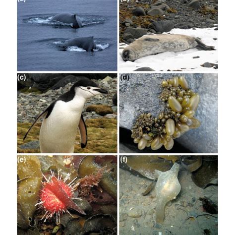 3 Examples of biota found in Admiralty Bay, King George Island. a ...