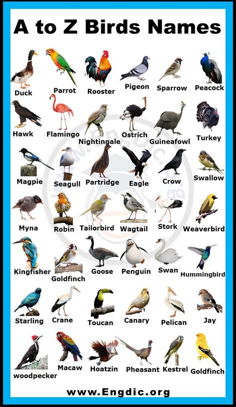 A to Z Birds Names list in English with Pictures | Birds name list, Birds pictures with names ...