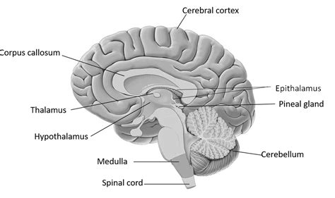 Epithalamus Pineal Gland