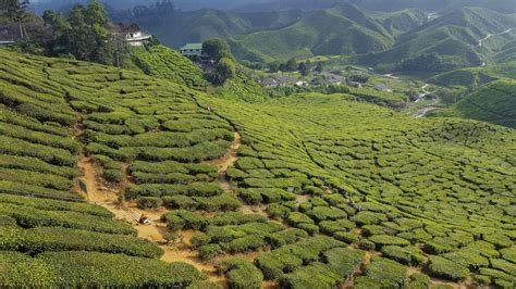 Tea plantations in the Cameron Highlands in Malaysia