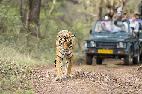 Indian Railways Tiger Express Train: What You Need to Know