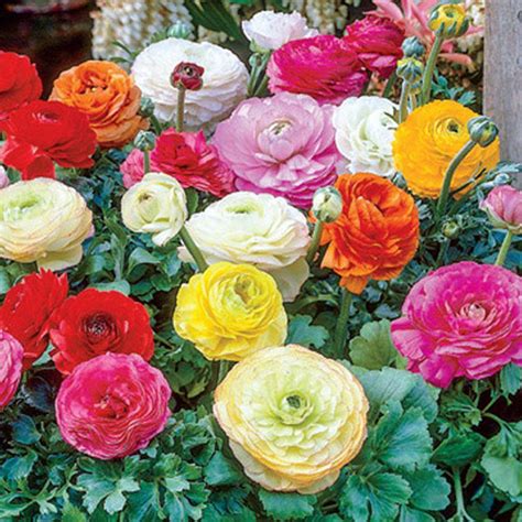 Van Bourgondien Ranunculus Mix Persian Buttercup Bulbs (100-Pack)-01626 ...