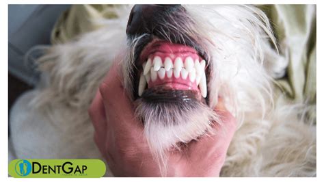 Dog Teeth Cleaning: How to take care of your dog's teeth?