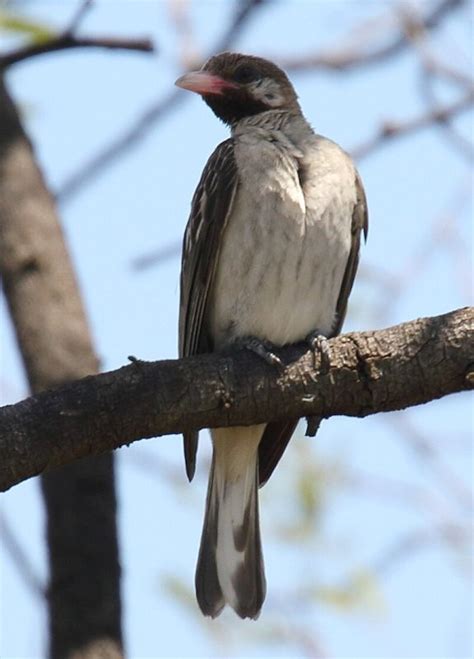 Tanzanian tribe speak to the honeyguide bird in an ancient language – Michael Broad