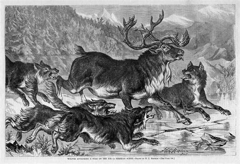 WOLVES ATTACKING DEER STAG ON THE ICE, PACK OF WOLVES READY TO EAT DEER ...