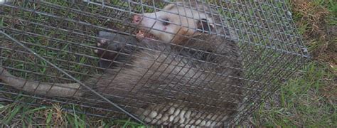 What is the best bait to trap an opossum?