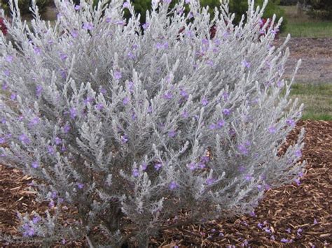 Eremophila nivea – Wildtech Plants