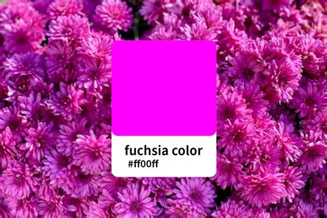 Fuchsia Color Codes The Hex Rgb And Cmyk Values That - vrogue.co