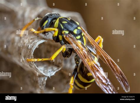 Queen wasp nest hi-res stock photography and images - Alamy