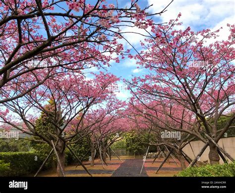 spring cherry blossom season at Yangmingshan National Park ,taipei ...