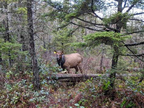 Roosevelt Elk Habitat Project on Vancouver Island Receives Part of $9.3 ...