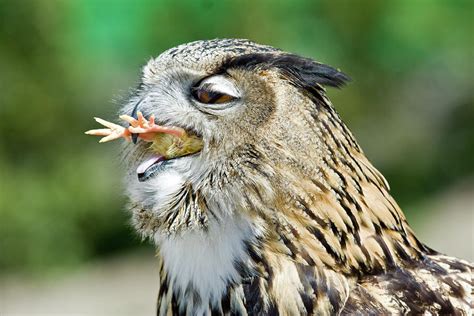 Great Horned Owl Eating