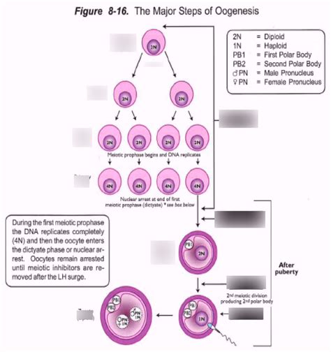 ADVS 4200 Folliculogenesis Diagram | Quizlet