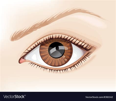 Graphic of a Brown Eye Royalty Free Vector Image