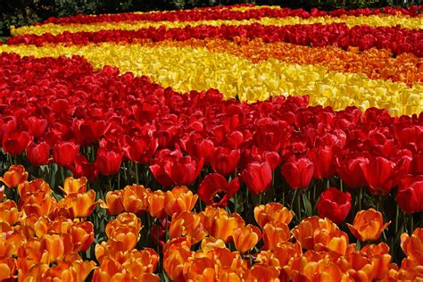 Keukenhof Tulip Garden | Keukenhof, also known as the Garden… | Flickr