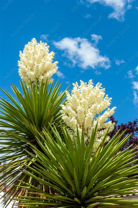 Yucca glauca New Mexico State Flower Stock Photo | Adobe Stock