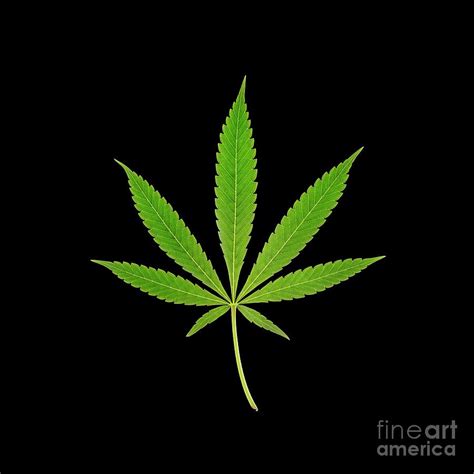 Cannabis Sativa Leaf Photograph by Cordelia Molloy/science Photo ...