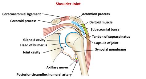 Shoulder Joint – Anatomy QA