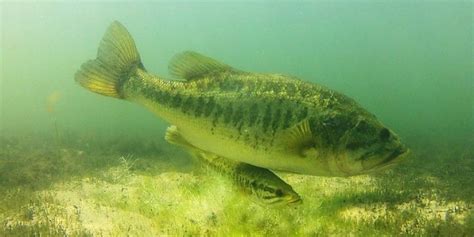 Bass Spawning As A Part Of Their Routine